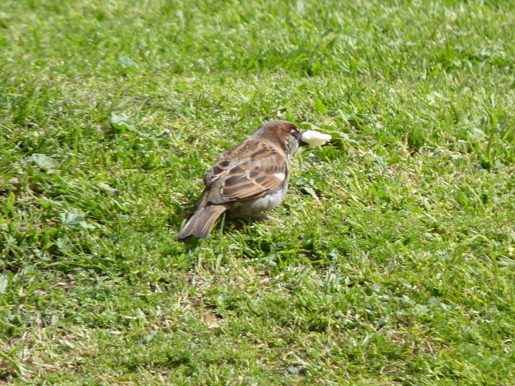 Foto: Plaza Colón - Mar del Plata (Buenos Aires), Argentina
