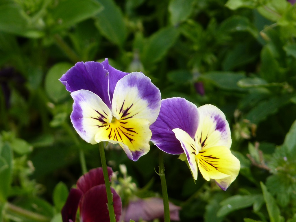 Foto: Plaza Colón - Mar del Plata (Buenos Aires), Argentina
