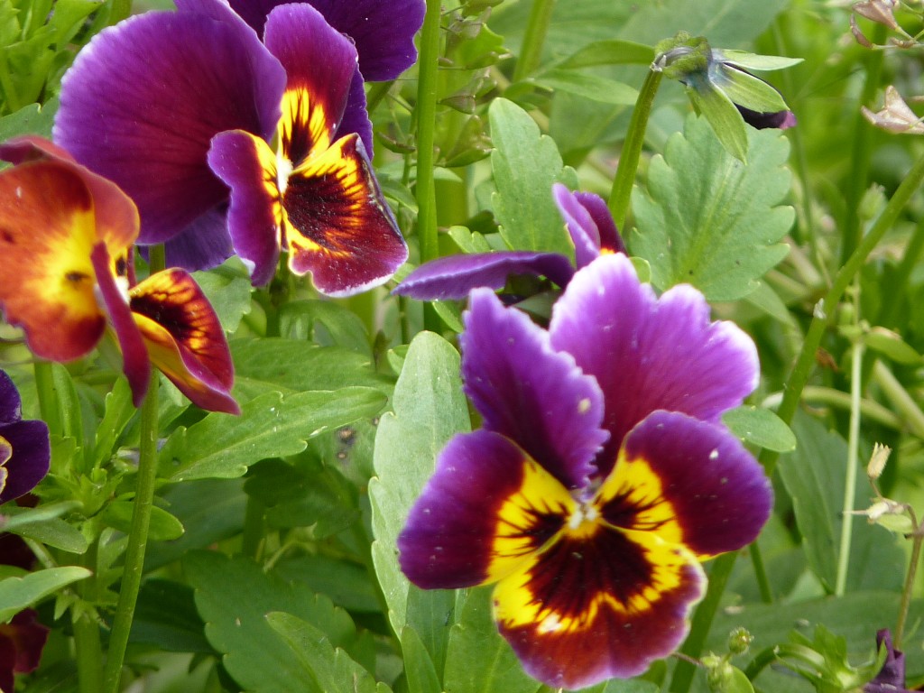 Foto: Plaza Colón - Mar del Plata (Buenos Aires), Argentina