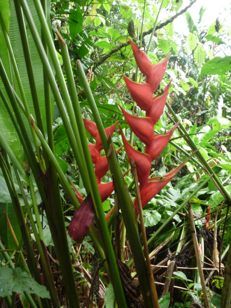 Foto de Arenal (San José), Costa Rica