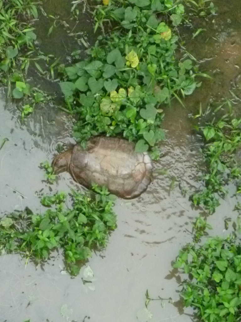 Foto de Arenal (San José), Costa Rica