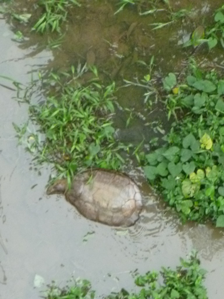 Foto de Arenal (San José), Costa Rica