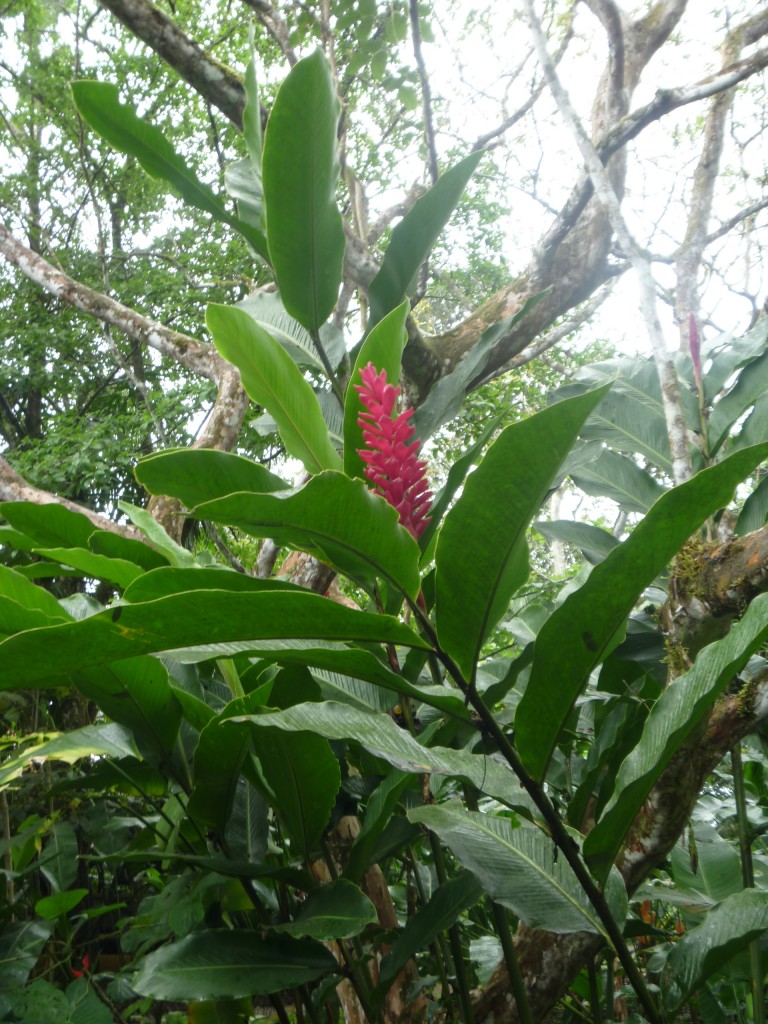 Foto de Arenal (San José), Costa Rica