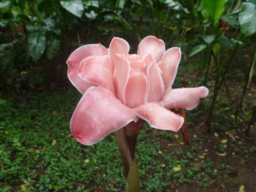 Foto de Arenal (San José), Costa Rica