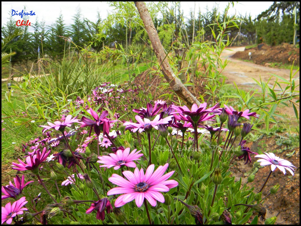 Foto: Flores en el camino - Pichilemu (Libertador General Bernardo OʼHiggins), Chile