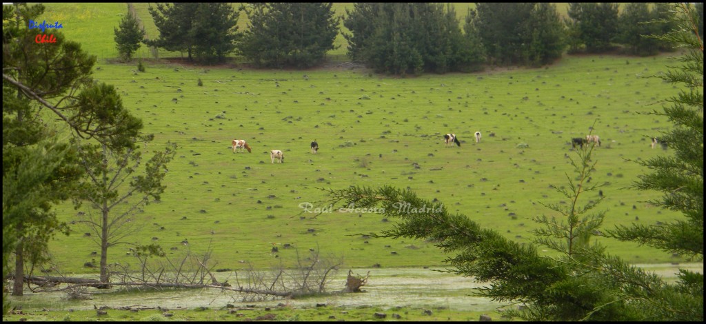 Foto: Paisaje rural - Pichilemu (Libertador General Bernardo OʼHiggins), Chile