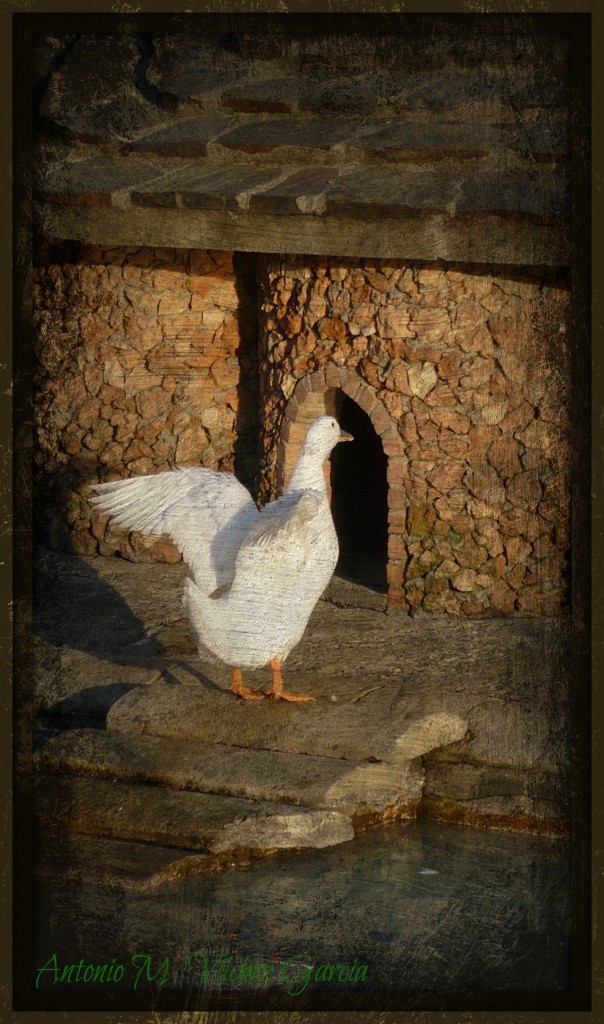 Foto: Blanca - Salobreña (Granada), España