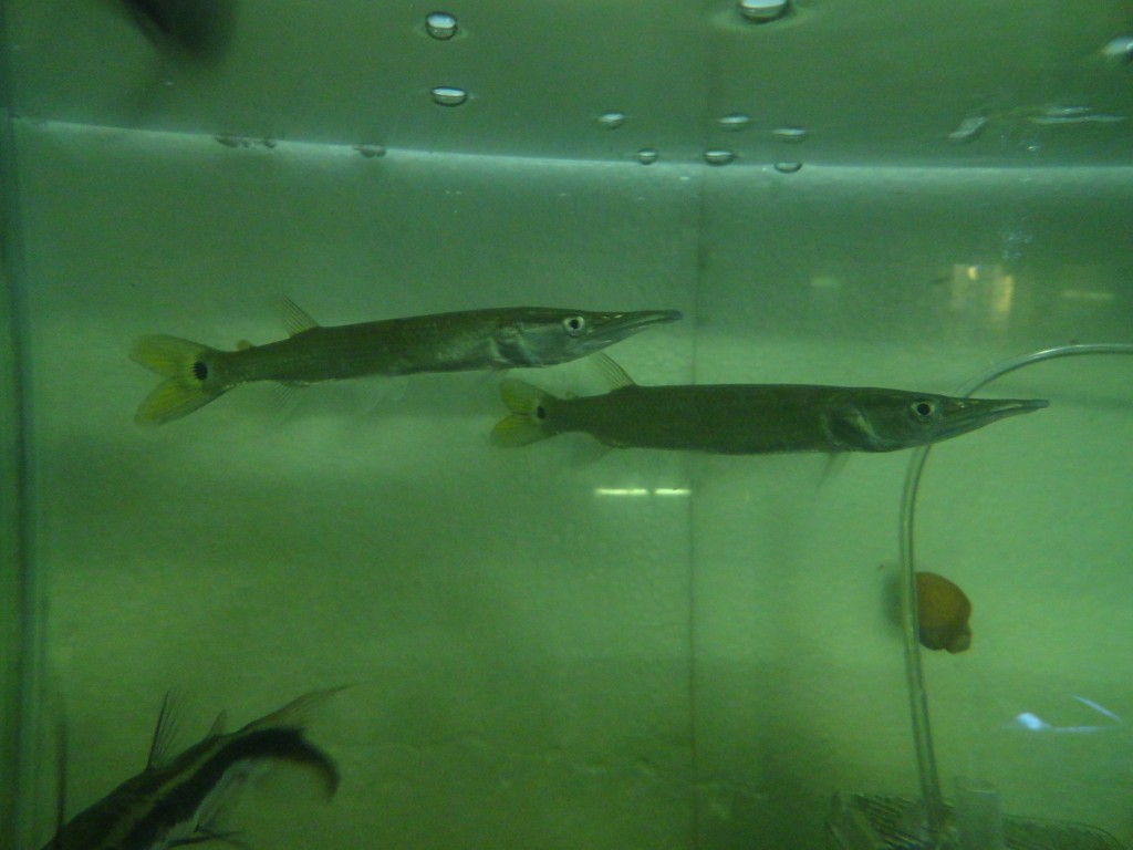 Foto: peces bebes - Puyo (Pastaza), Ecuador