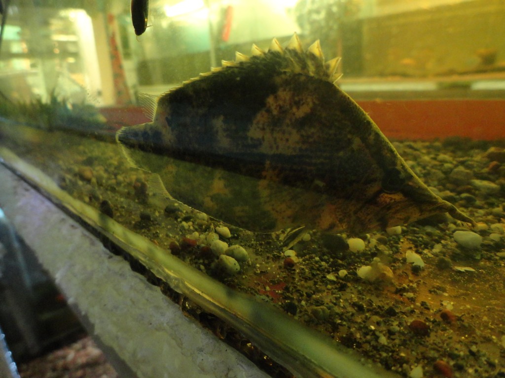 Foto: pez hoja - Puyo (Pastaza), Ecuador