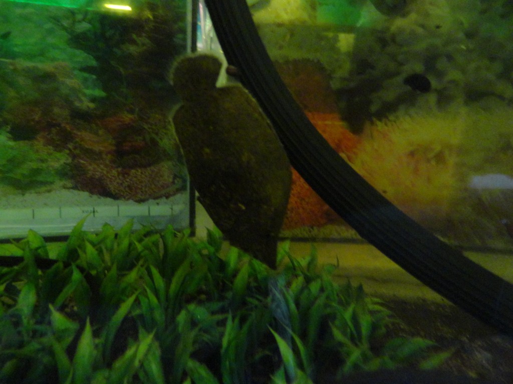 Foto: Pez Hoja - Puyo (Pastaza), Ecuador