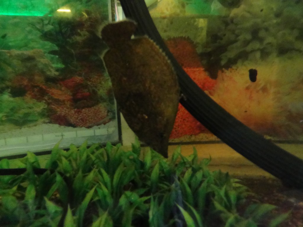 Foto: Pes Hoja - Puyo (Pastaza), Ecuador