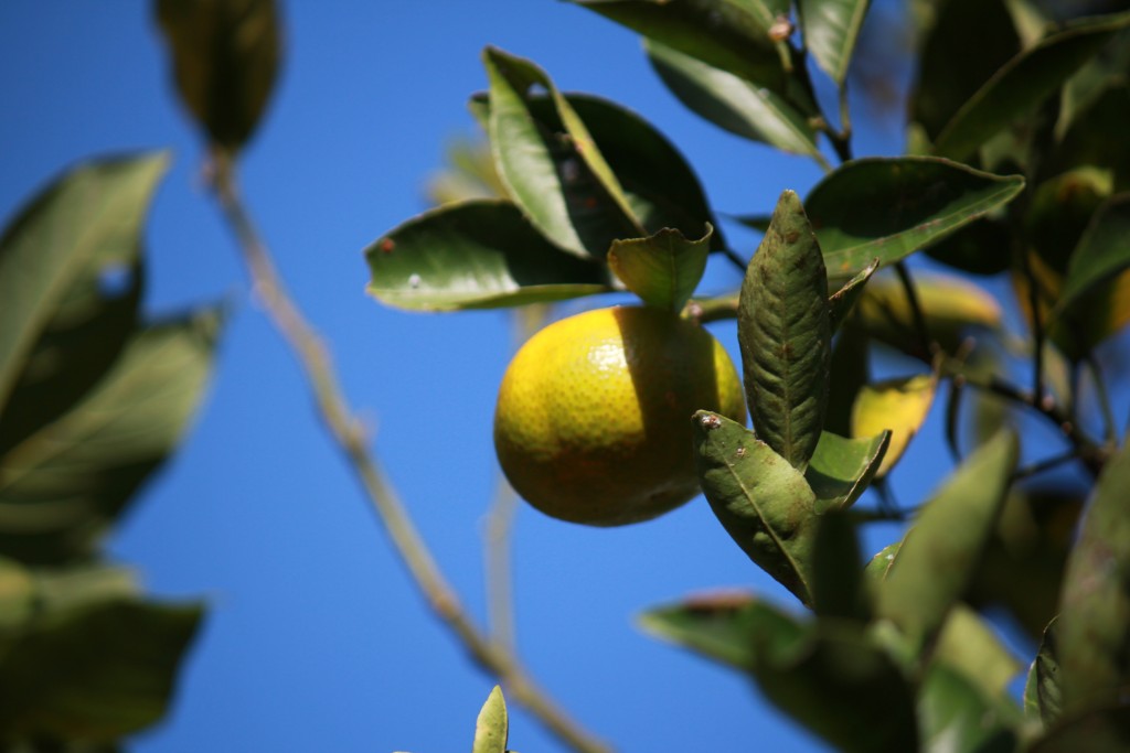 Foto de La Grita (Táchira), Venezuela