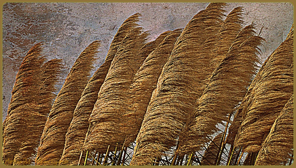 Foto: Pinceles del aire - Salobreña (Granada), España