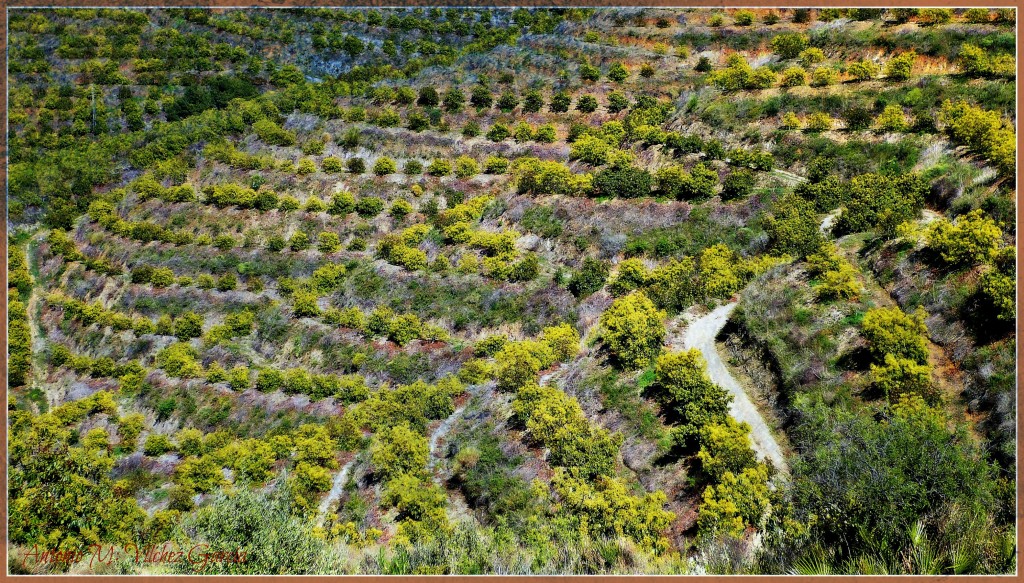 Foto: Abancalado - Salobreña (Granada), España