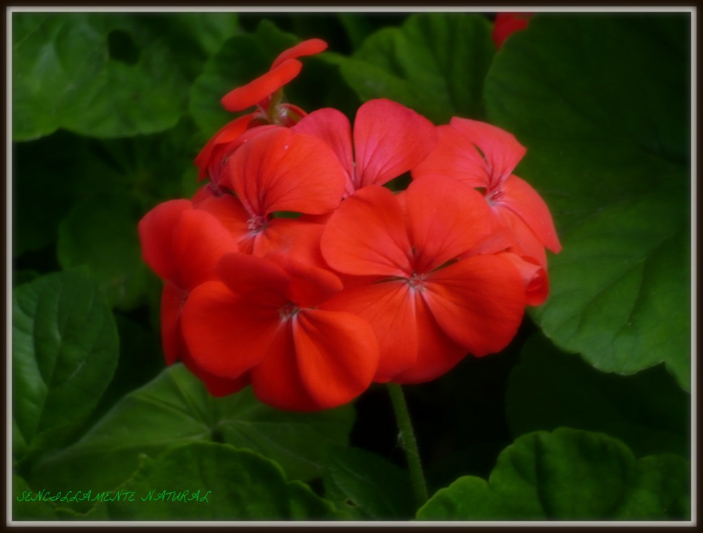 Foto: Andaluza - Salobreña (Granada), España
