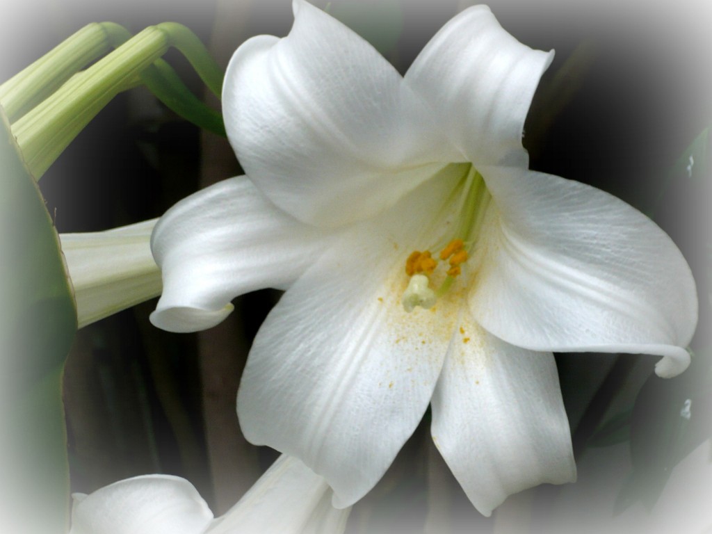 Foto: Azucena - Salobreña (Granada), España