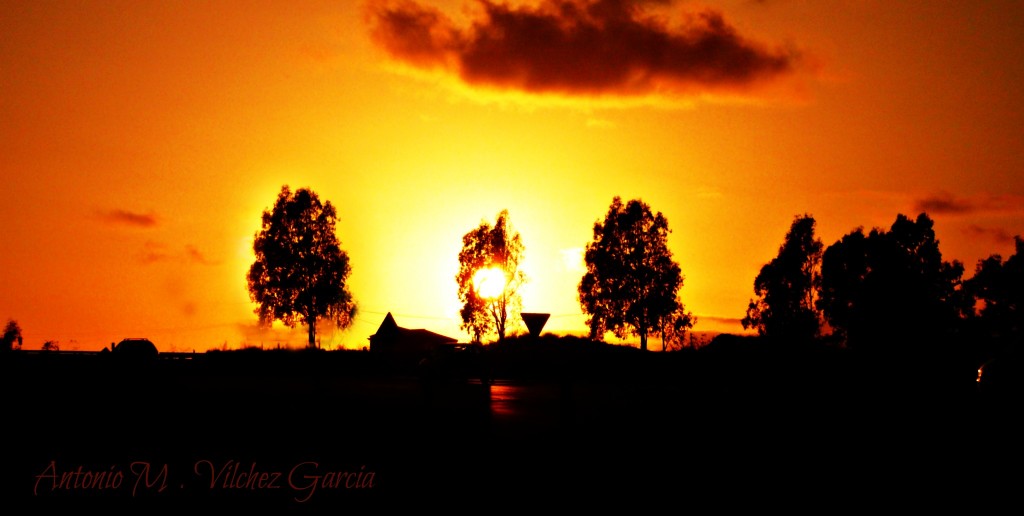 Foto: Tras el follaje - Salobreña (Granada), España