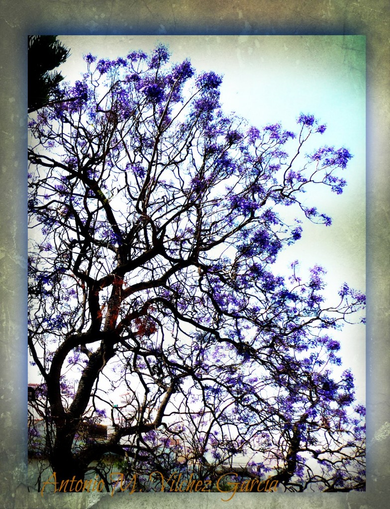 Foto: Acacia - Salobreña (Granada), España