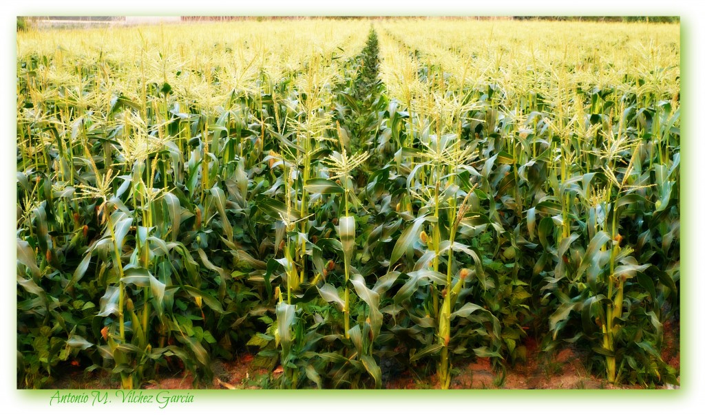 Foto: Maizal - Motril (Granada), España