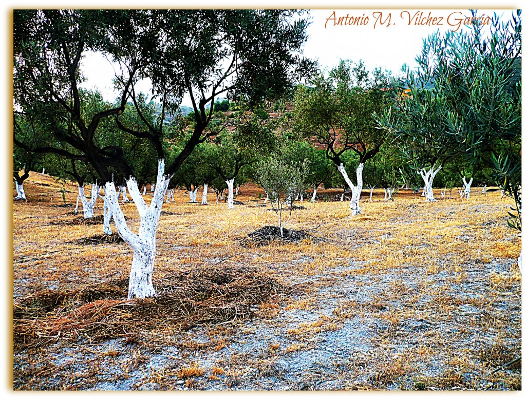 Foto: Con buena pata - Salobreña (Granada), España