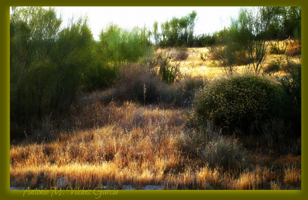 Foto: Dorado y verde - Salobreña (Granada), España