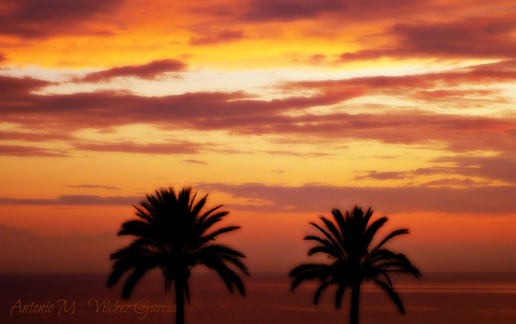 Foto: Palmeras - Salobreña (Granada), España