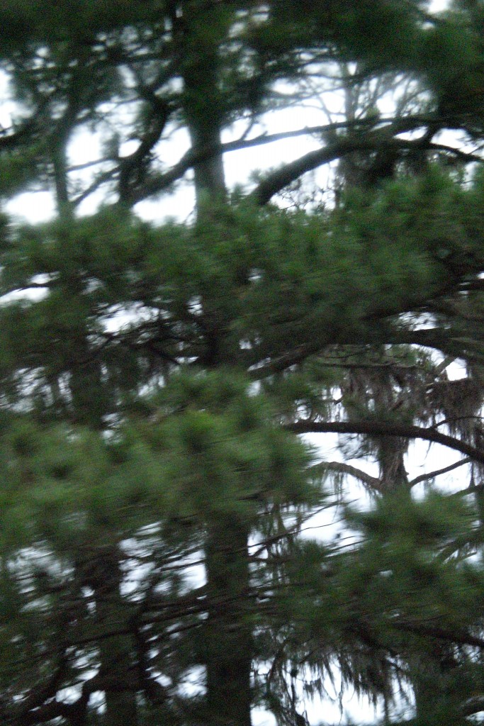 Foto: Pinos - Matagalpa, Nicaragua