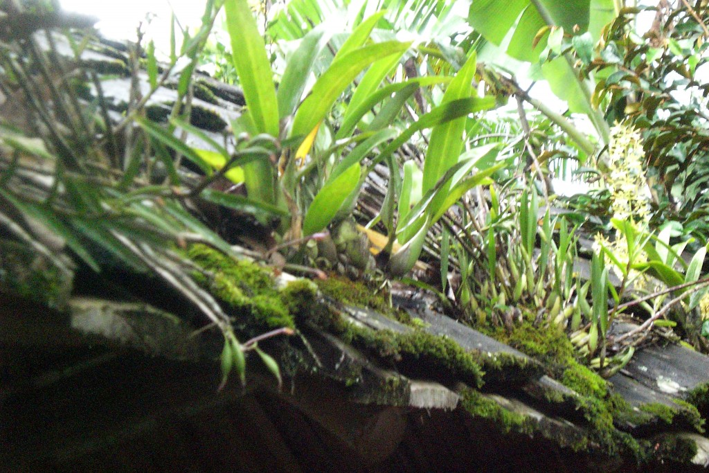 Foto: Techo de madera - Escaleras (Matagalpa), Nicaragua