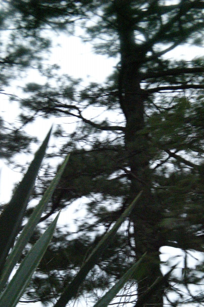 Foto: Pinos - Matagalpa, Nicaragua