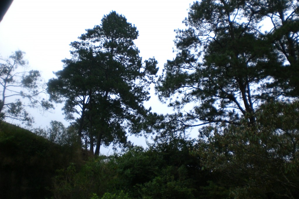 Foto: Pinos - Matagalpa, Nicaragua