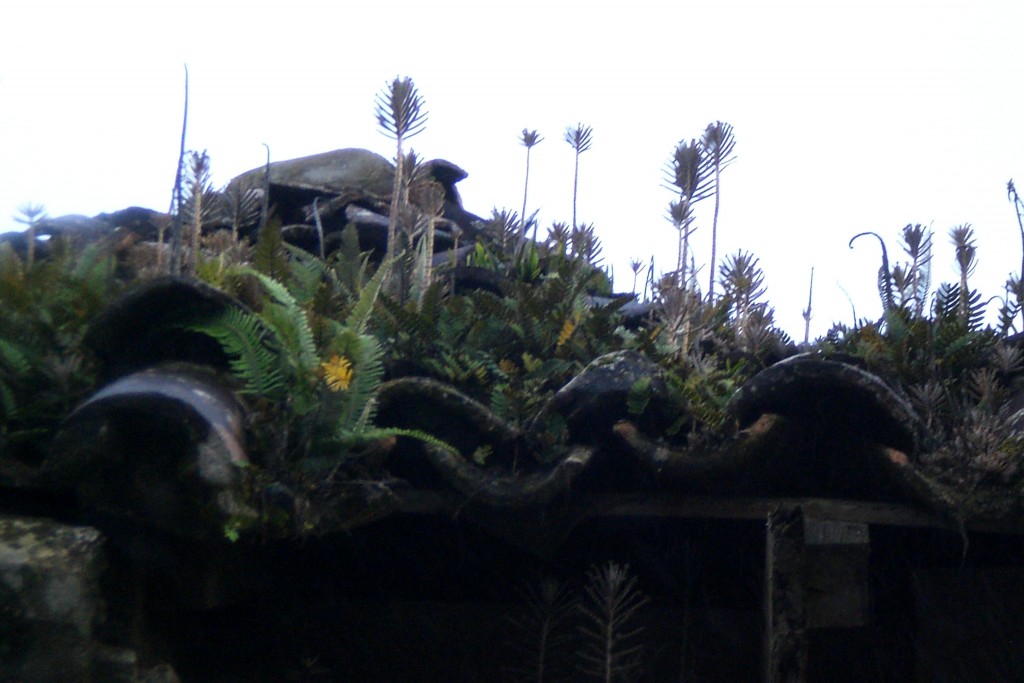 Foto: Techo De Teja - Matagalpa, Nicaragua