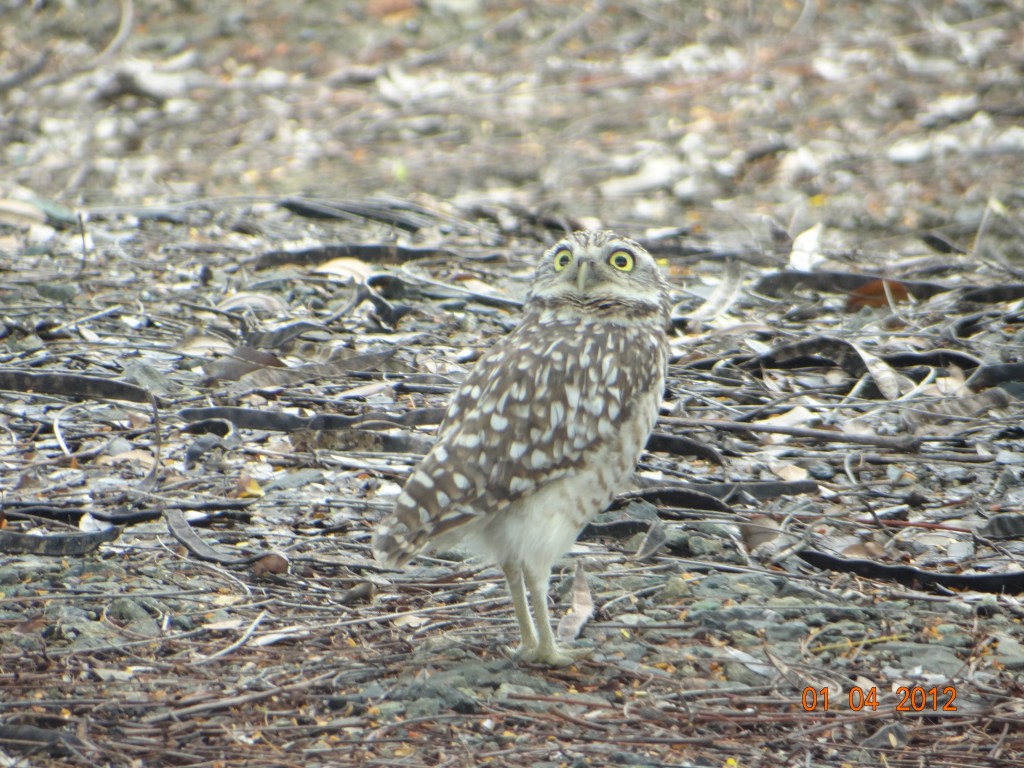 Foto: Lechuza - Portoviejo (Manabí), Ecuador