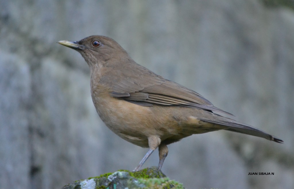 Foto: Yigüirro Ave Nacional De Costa Rica - Alajuela, Costa Rica