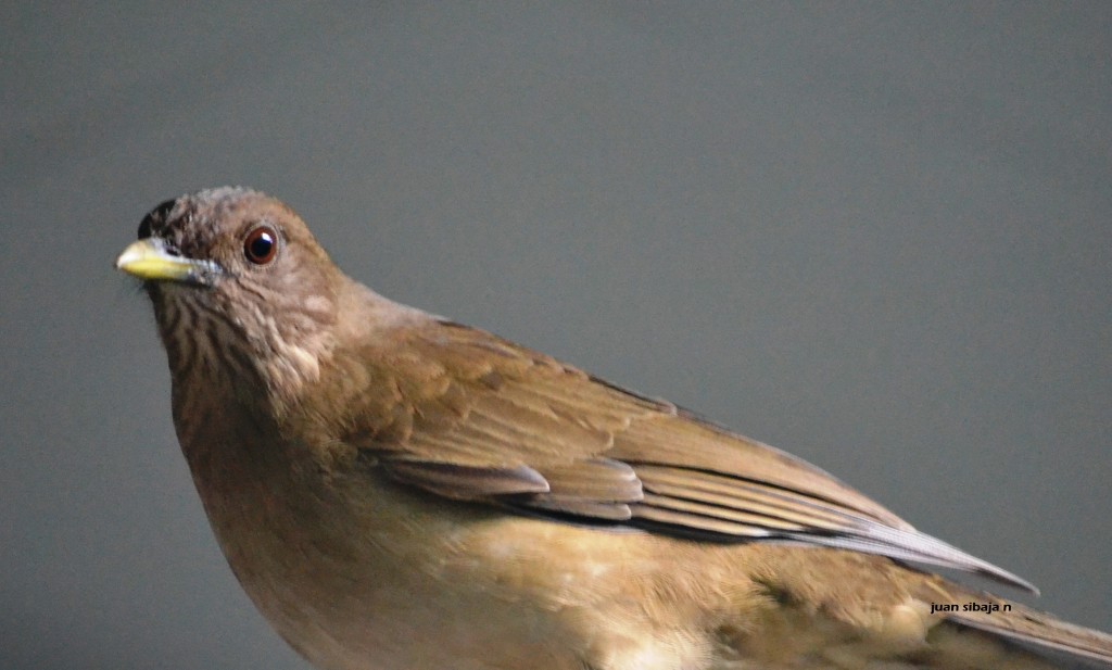 Foto Yigüirro Ave Nacional De Costa Rica Alajuela, Costa Rica