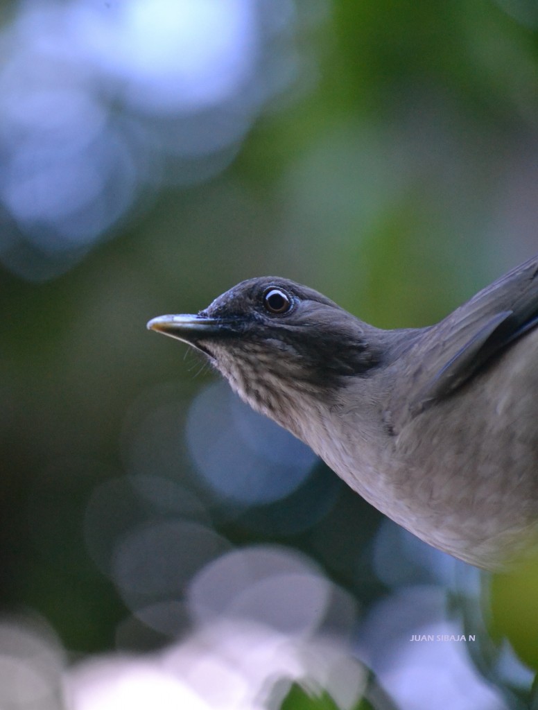 Foto: Yigüirro Ave Nacional De Costa Rica - Alajuela, Costa Rica