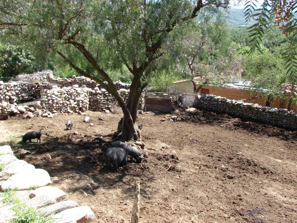 Foto: Corral de animales en el campo tarijeño - Campo de Tarija (Tarija), Bolivia