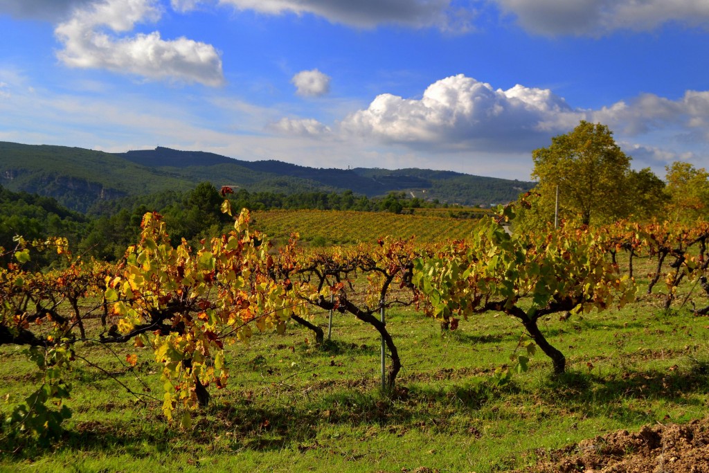 Foto: Viñas de Otoño en Pontons - Pontons (Barcelona), España