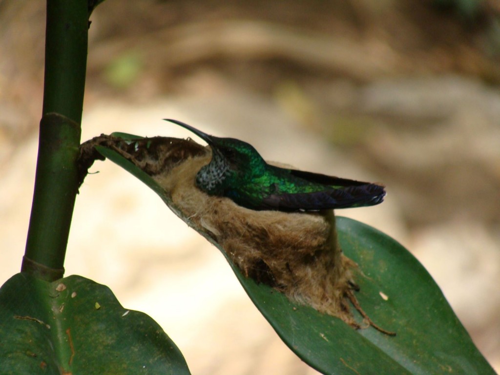 Foto: NIDO - Aratoca (Santander), Colombia