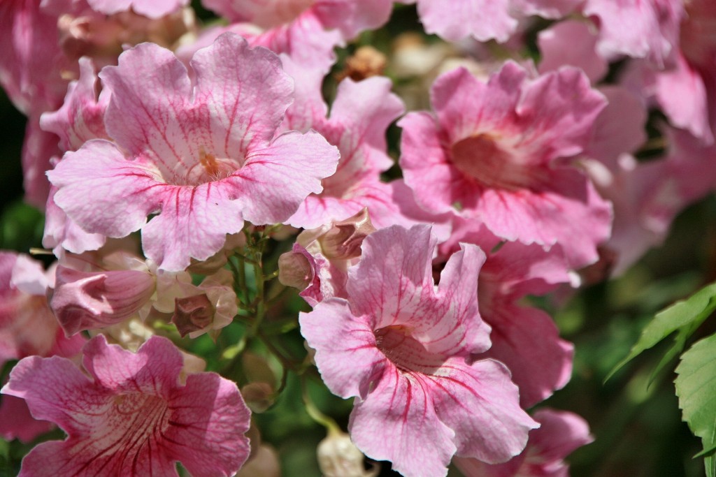 Foto: Un poco de color - Úbeda (Jaén), España