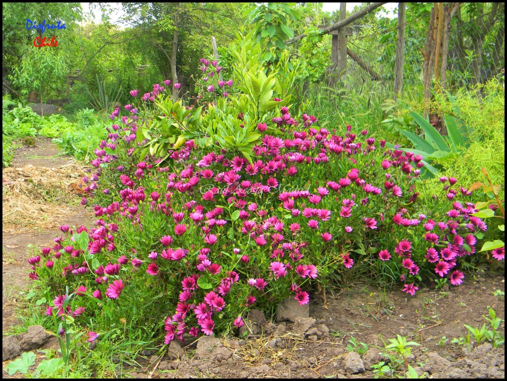 Foto de El Huapi (Libertador General Bernardo OʼHiggins), Chile