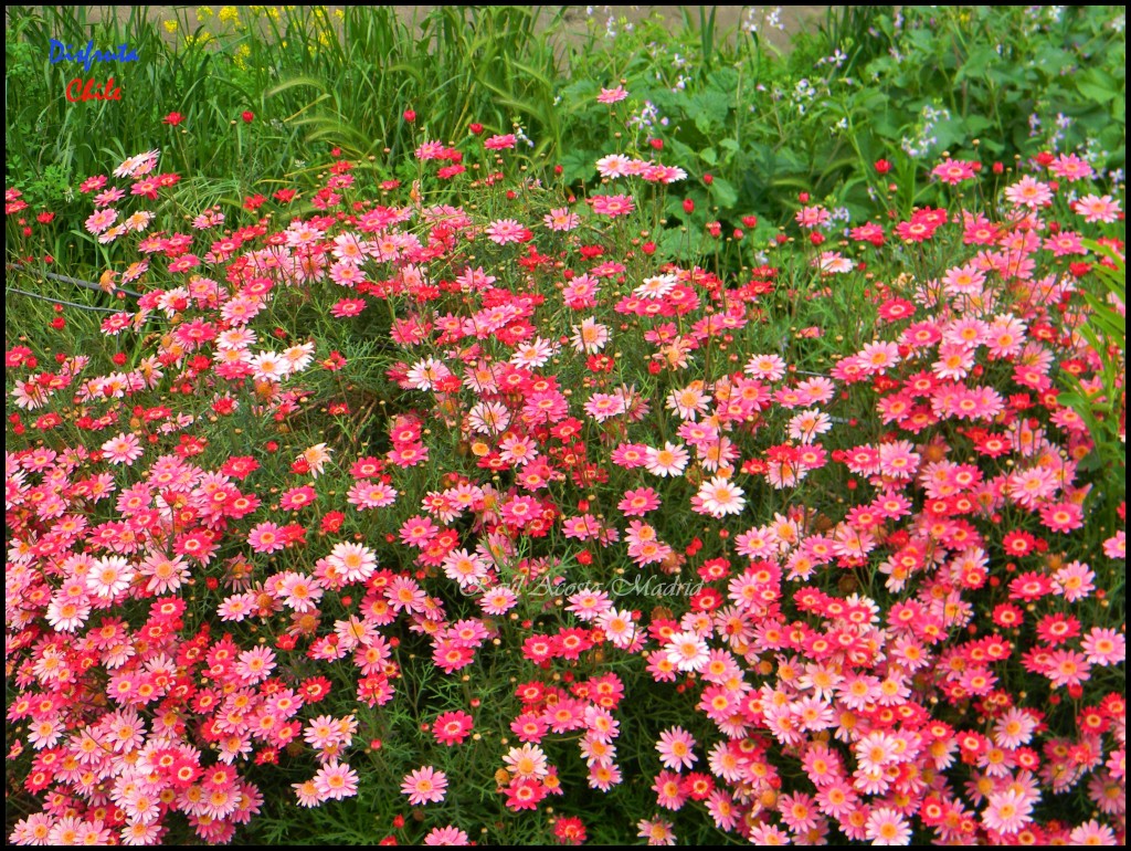 Foto de Zúñiga (Libertador General Bernardo OʼHiggins), Chile