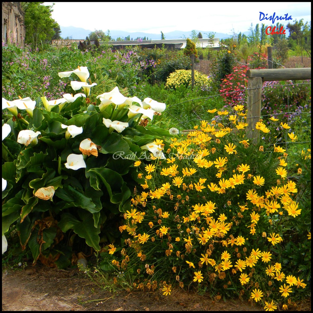 Foto de Zúñiga (Libertador General Bernardo OʼHiggins), Chile