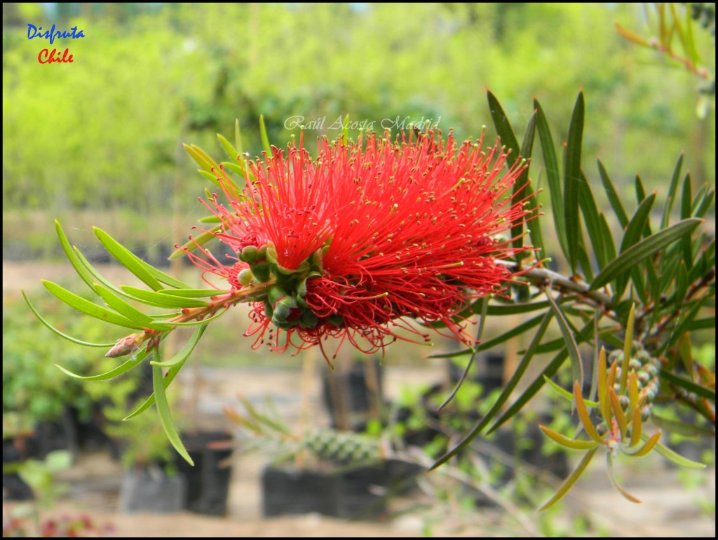 Foto de Zúñiga (Libertador General Bernardo OʼHiggins), Chile