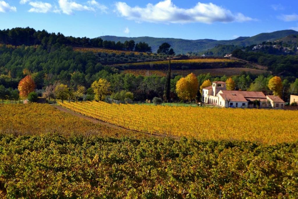 Foto: Otoño en el Penedes, Barcelona. - Santa Maria de Foix (Barcelona), España