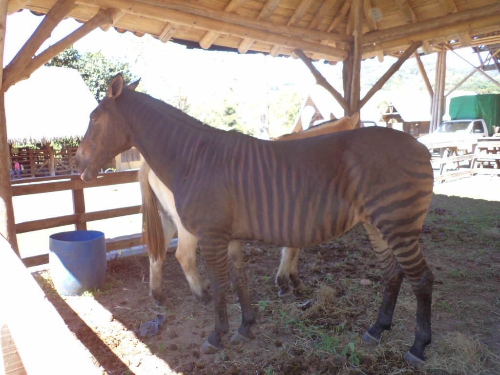 Foto de San Mateo (Alajuela), Costa Rica