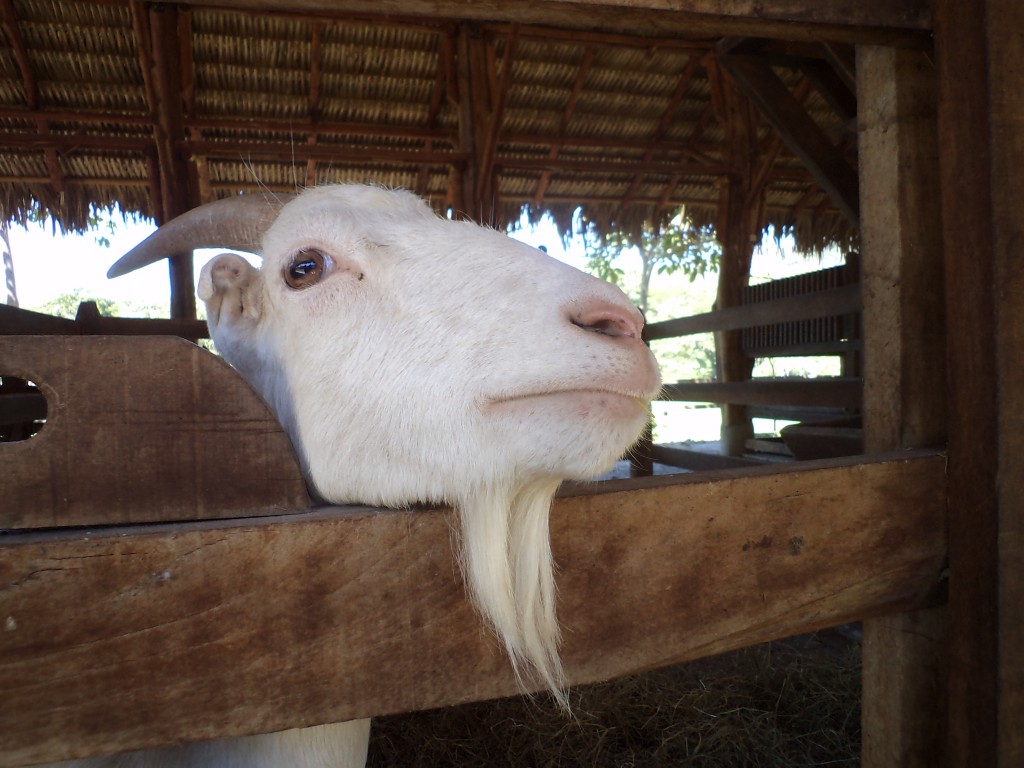 Foto de San Mateo (Alajuela), Costa Rica
