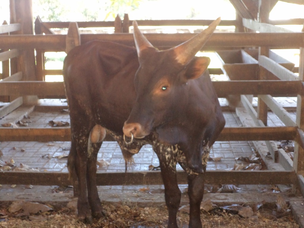 Foto de San Mateo (Alajuela), Costa Rica