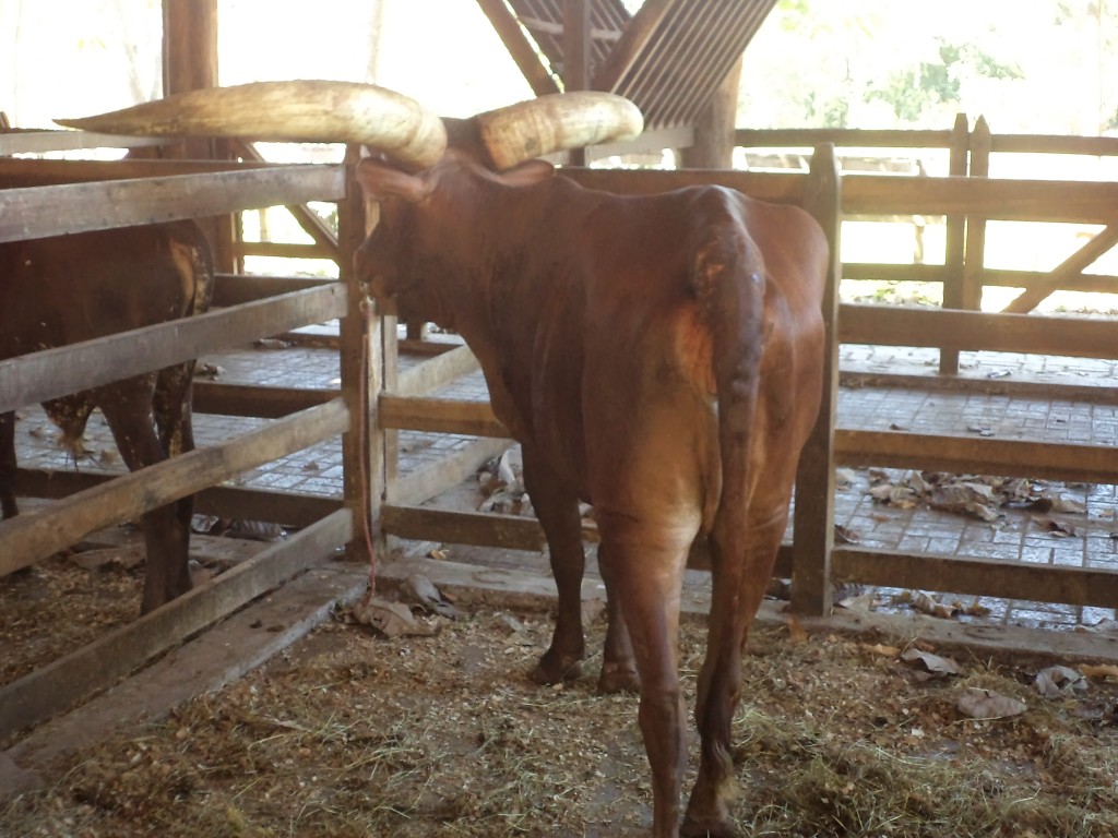 Foto de San Mateo (Alajuela), Costa Rica
