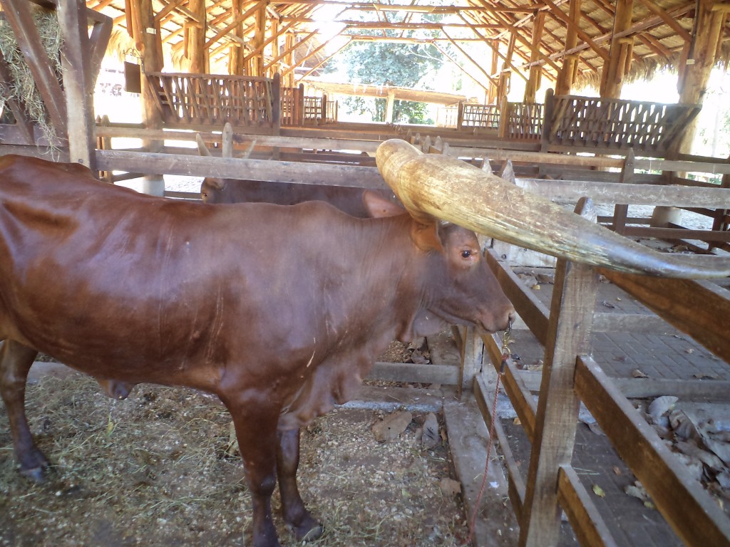 Foto de San Mateo (Alajuela), Costa Rica