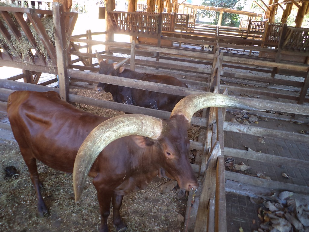 Foto de San Mateo (Alajuela), Costa Rica